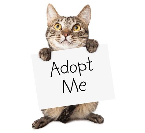 Adopt A Cat .
